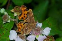 Polygonia c-album