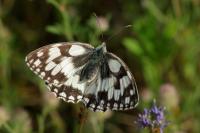 Melanargia galathea