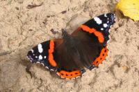 Vanessa atalanta