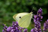 Pieris brassicae