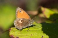 Coenonympha pamphilus