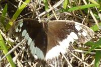 Brintesia circe