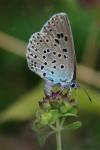 Phengaris arion