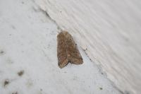Orthosia cruda