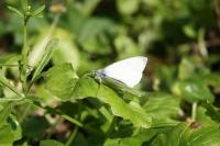 Pieris napi