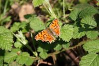 Polygonia c-album