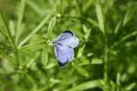 Celastrina argiolus