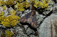 Dypterygia scabriuscula