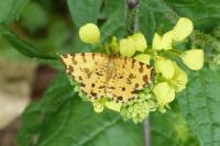 Pseudopanthera macularia