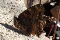 Nymphalis polychloros