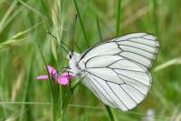 Aporia crataegi