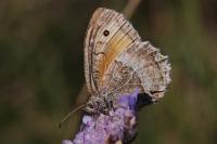 Arethusana arethusa