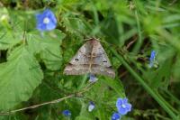 Minucia lunaris