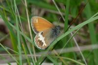 Coenonympha arcania