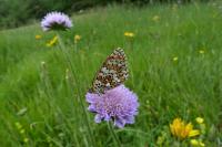Melitaea phoebe