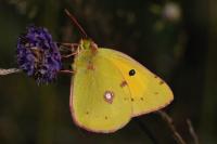 Colias crocea