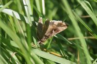 Autographa gamma