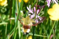 Hemaris fuciformis
