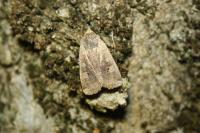 Conistra erythrocephala