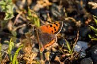 Lycaena phlaeas