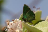 Callophrys rubi