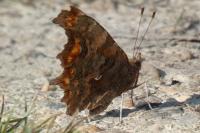 Polygonia c-album
