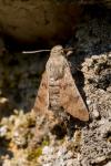 Macroglossum stellatarum