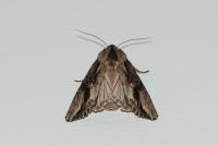 Egira conspicillaris