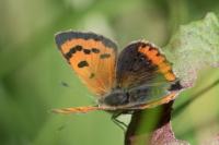 Lycaena phlaeas