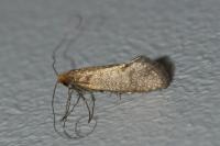 Nematopogon adansoniella