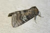 Tethea ocularis