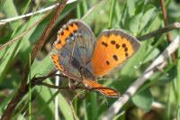 Lycaena phlaeas