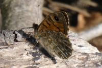 Lasiommata megera