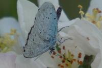 Celastrina argiolus