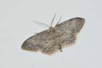 Idaea seriata