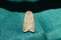 Caradrina clavipalpis
