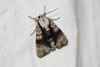 Acronicta alni