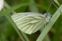 Pieris napi