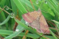 Phytometra viridaria