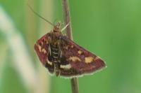 Pyrausta purpuralis