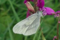 Leptidea sinapis