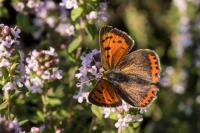 Lycaena phlaeas