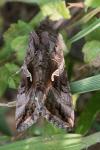 Autographa gamma