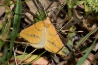 Aspitates ochrearia