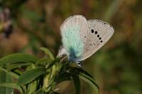 Glaucopsyche alexis