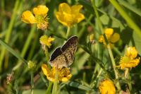Lycaena tityrus