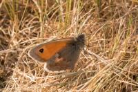 Coenonympha pamphilus