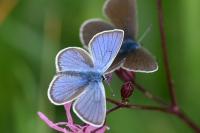 Cyaniris semiargus