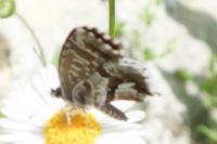 Cacyreus marshalli
