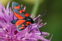 Zygaena transalpina